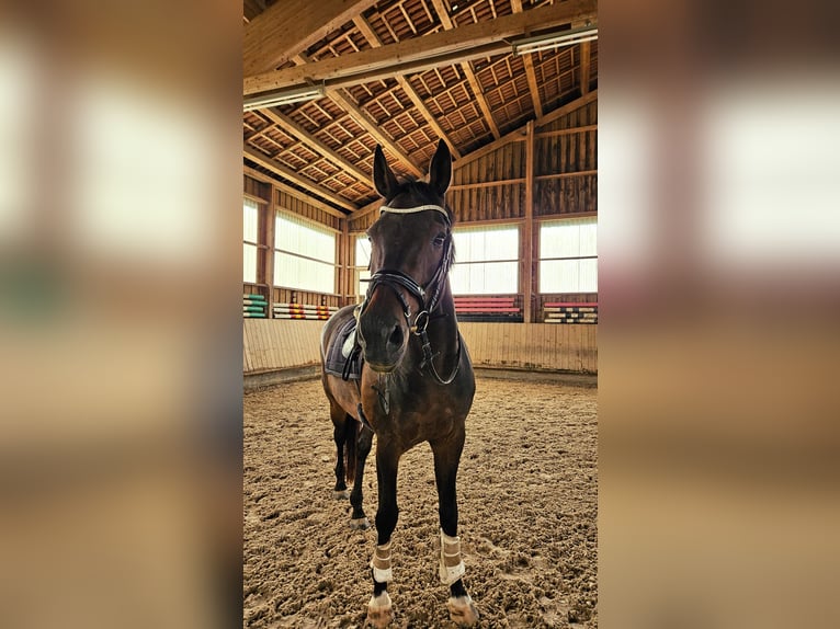 Wuerttemberg Gelding 16 years 17 hh Brown in Wernau