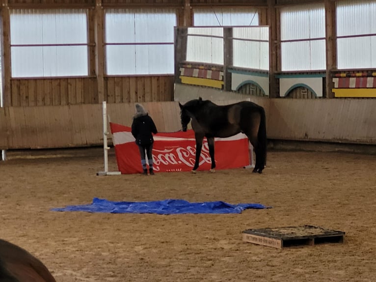 Wuerttemberg Gelding 16 years 17 hh Brown in Wernau