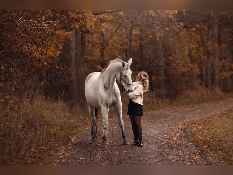 Wuerttemberg Gelding 16 years 17 hh Grey in Wartenberg