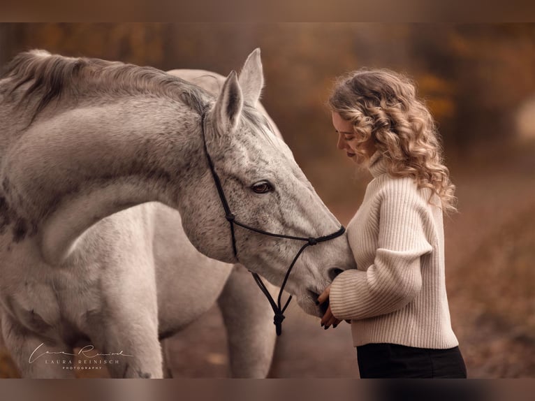 Wuerttemberg Gelding 16 years 17 hh Grey in Wartenberg