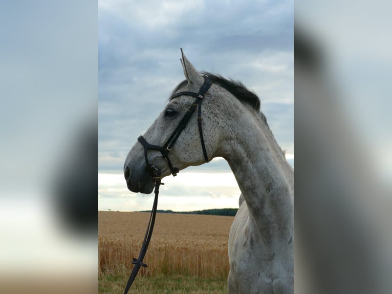 Wuerttemberg Gelding 16 years 17 hh Grey in Wartenberg