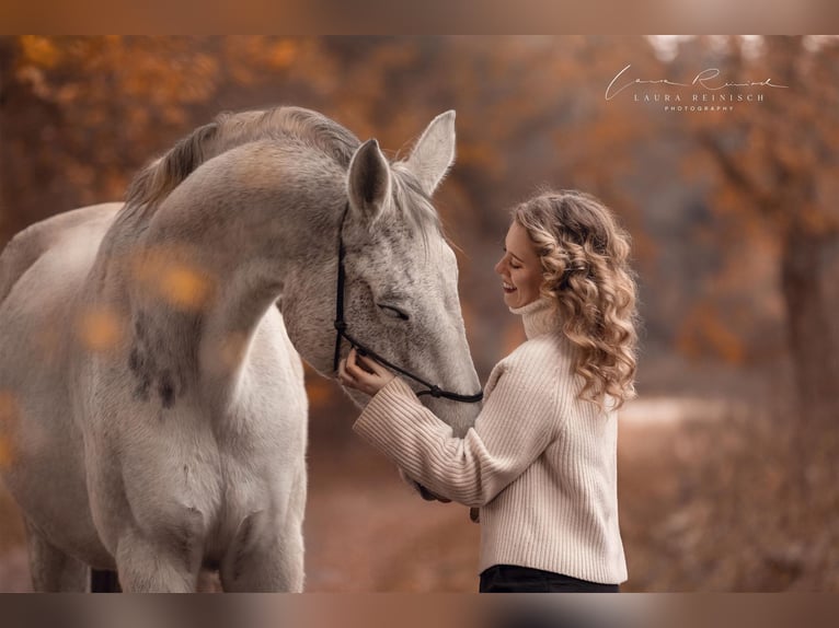 Wuerttemberg Gelding 16 years 17 hh Grey in Wartenberg