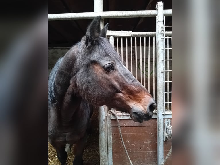 Wuerttemberg Gelding 17 years 15,2 hh Bay-Dark in Köngen