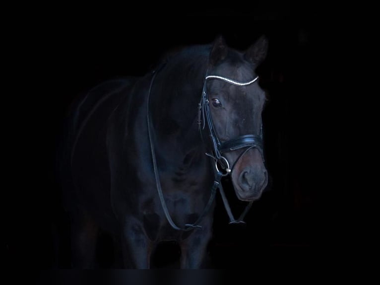 Wuerttemberg Gelding 17 years 16 hh Bay-Dark in Konstanz