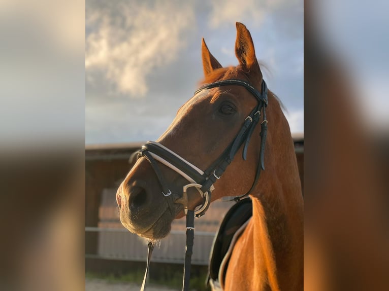 Wuerttemberg Gelding 17 years 16 hh Chestnut-Red in Althütte