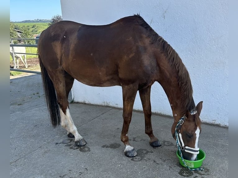 Wuerttemberg Gelding 17 years 16 hh Chestnut-Red in Althütte