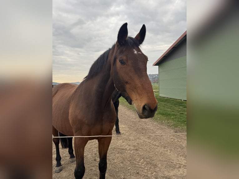 Wuerttemberg Gelding 17 years 16,2 hh Brown in Naumburg