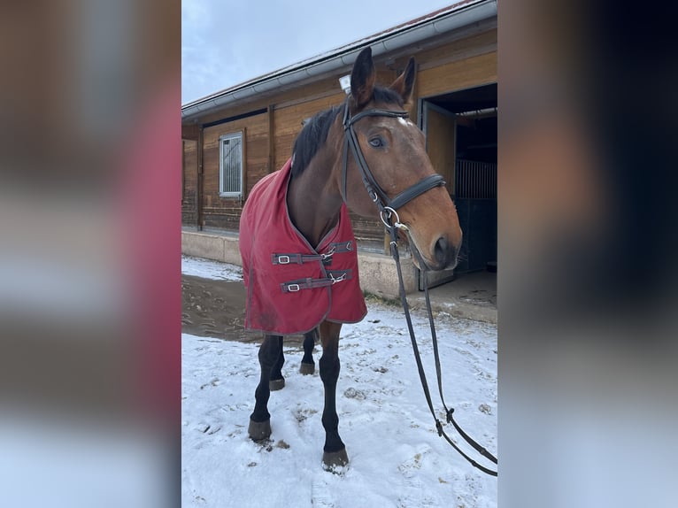 Wuerttemberg Gelding 17 years 16,2 hh Brown in Naumburg