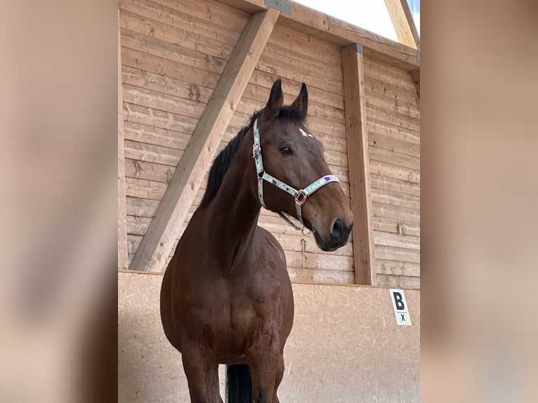 Wuerttemberg Gelding 17 years 16,2 hh Brown in Naumburg
