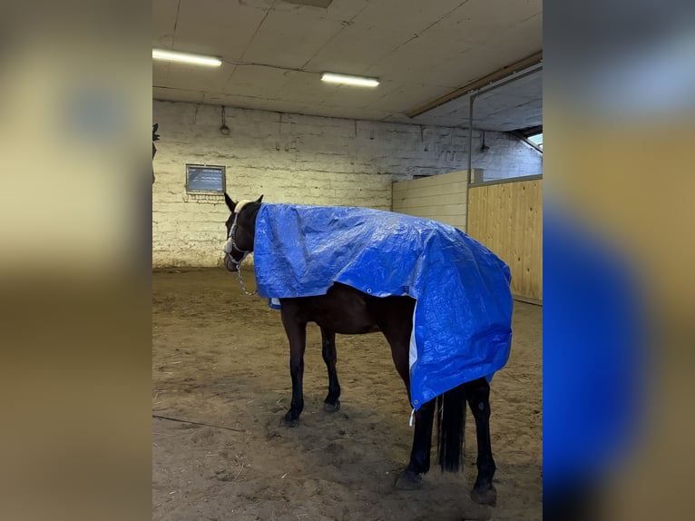 Wuerttemberg Gelding 17 years 16,2 hh Brown in Naumburg