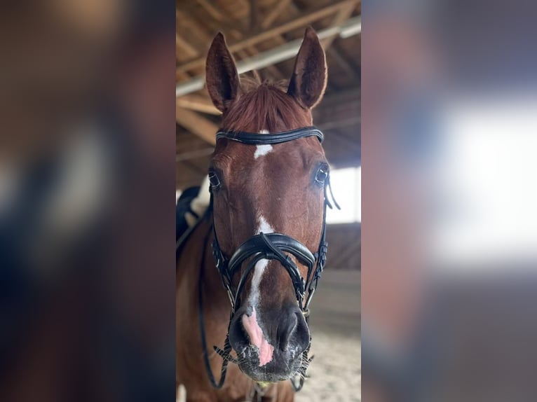 Wuerttemberg Gelding 17 years 17 hh in Dachau