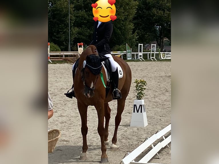 Wuerttemberg Gelding 17 years 17 hh in Dachau