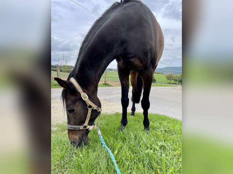 Wuerttemberg Gelding 17 years 17,1 hh Brown in Rheinmünster
