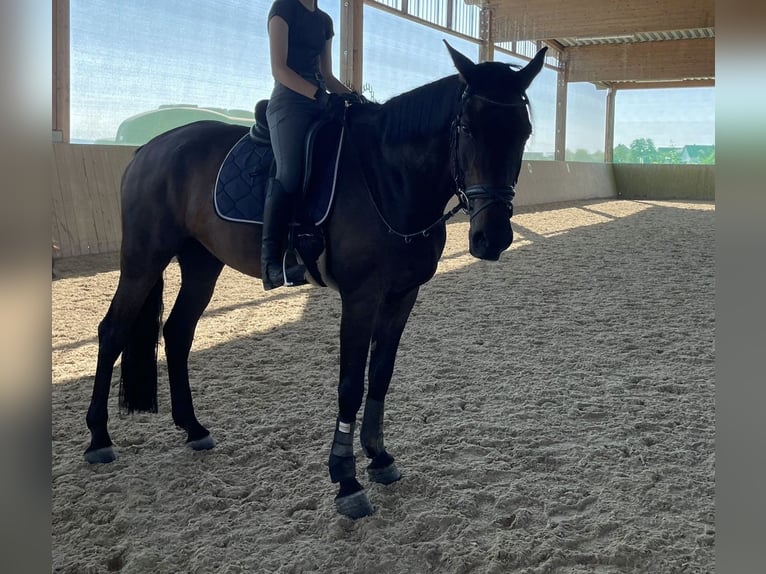 Wuerttemberg Gelding 17 years 17,1 hh Brown in Rheinmünster