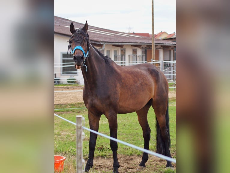 Wuerttemberg Gelding 17 years 17,1 hh Brown in Rheinmünster