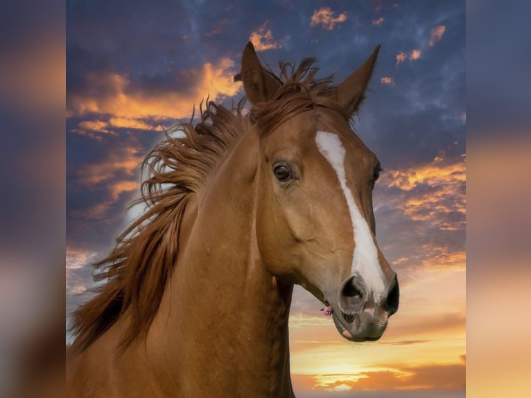 Wuerttemberg Gelding 17 years in Blaubeuren