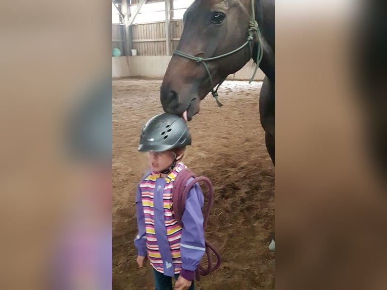 Wuerttemberg Gelding 18 years 16,1 hh Smoky-Black in Stödtlen