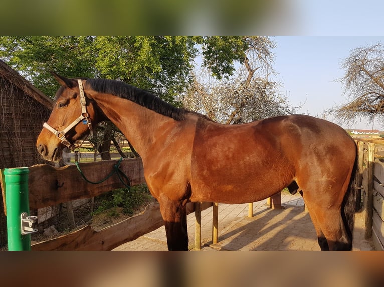 Wuerttemberg Gelding 18 years 17,2 hh Bay-Dark in Sachsenheim