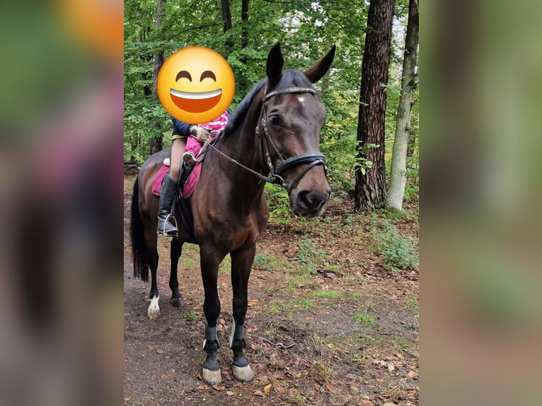 Wuerttemberg Gelding 18 years 17 hh Brown in Lorsch