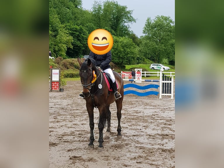 Wuerttemberg Gelding 18 years 17 hh Brown in Lorsch