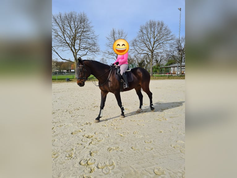 Wuerttemberg Gelding 18 years 17 hh Brown in Lorsch