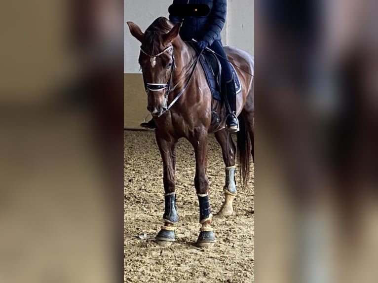 Wuerttemberg Gelding 18 years 17 hh Chestnut in Erharting