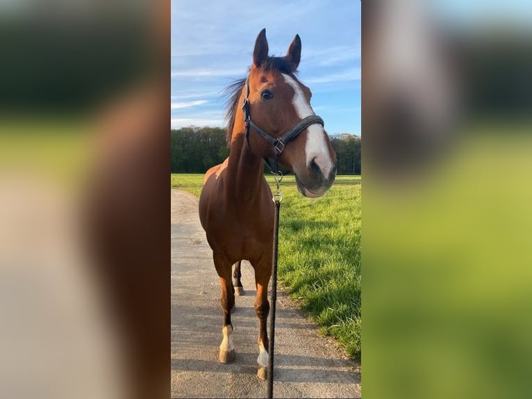 Wuerttemberg Gelding 18 years 17,1 hh Brown in Niederstetten