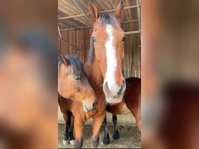 Wuerttemberg Gelding 18 years 17,1 hh Brown in Niederstetten