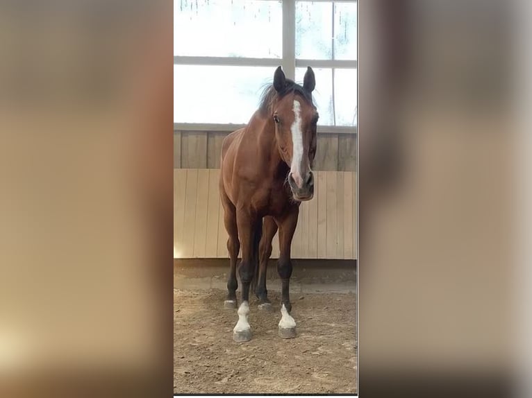 Wuerttemberg Gelding 18 years 17,1 hh Brown in Niederstetten
