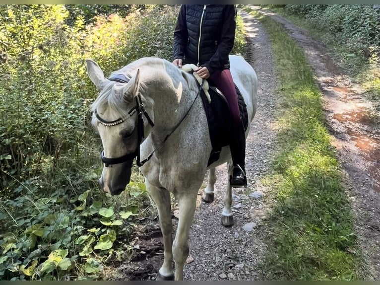 Wuerttemberg Gelding 19 years 16 hh Grey-Fleabitten in Simonswald