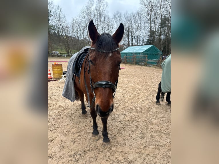 Wuerttemberg Gelding 19 years 16,1 hh Brown in M&#xF6;mbris