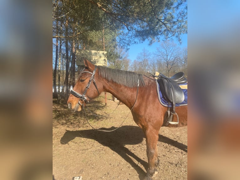 Wuerttemberg Gelding 19 years 16,1 hh Brown in M&#xF6;mbris