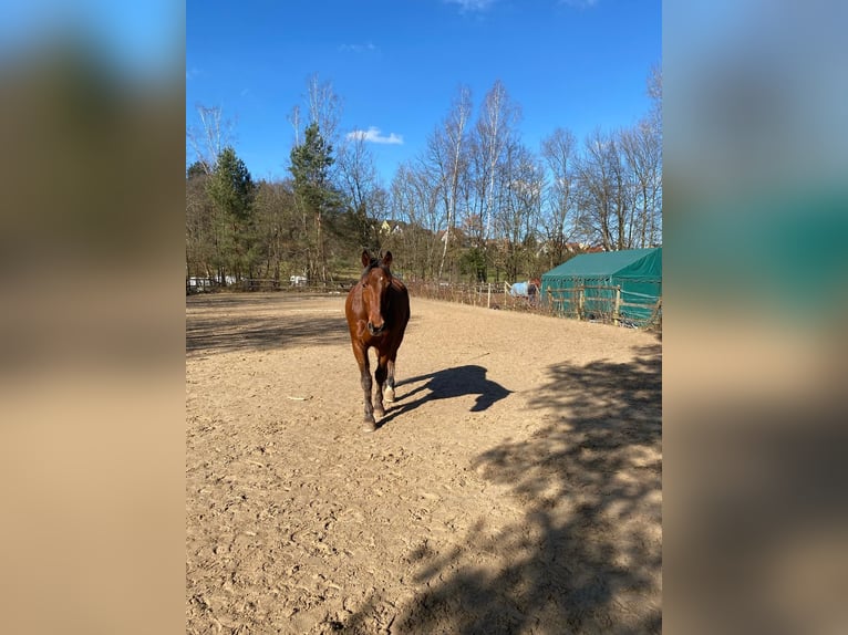 Wuerttemberg Gelding 19 years 16,1 hh Brown in M&#xF6;mbris