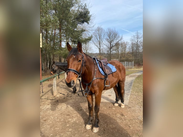 Wuerttemberg Gelding 19 years 16,1 hh Brown in M&#xF6;mbris