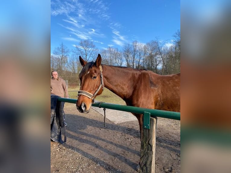 Wuerttemberg Gelding 19 years 16,1 hh Brown in M&#xF6;mbris