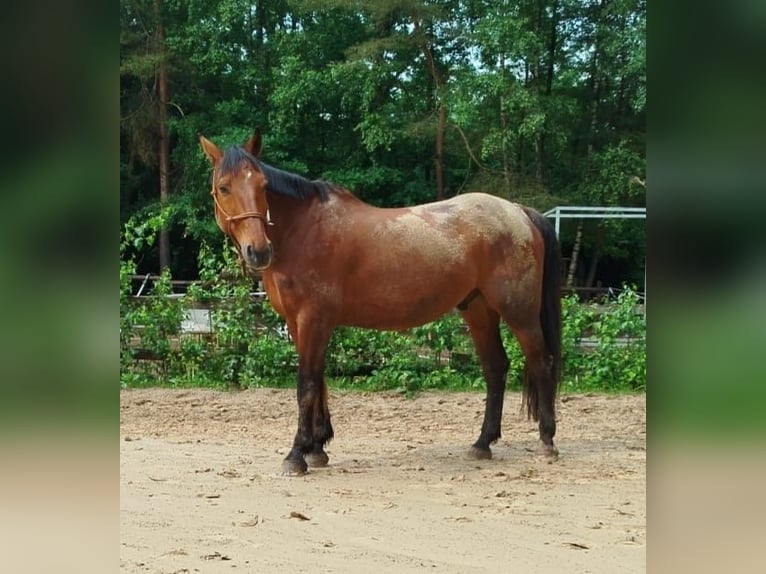 Wuerttemberg Gelding 19 years 16,1 hh Brown in M&#xF6;mbris
