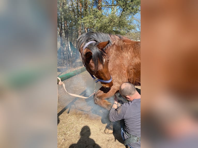 Wuerttemberg Gelding 19 years 16,1 hh Brown in M&#xF6;mbris