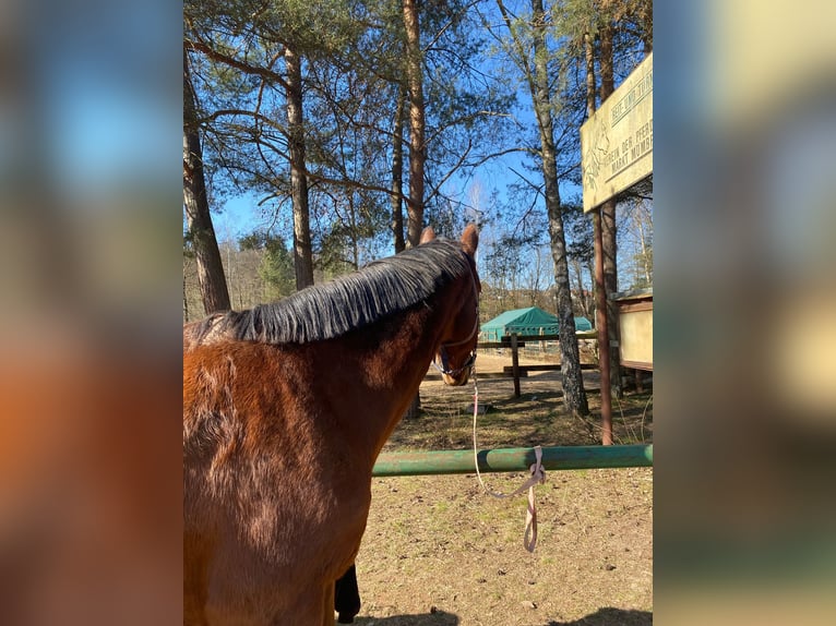 Wuerttemberg Gelding 19 years 16,1 hh Brown in M&#xF6;mbris