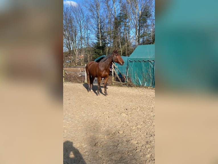 Wuerttemberg Gelding 19 years 16,1 hh Brown in M&#xF6;mbris