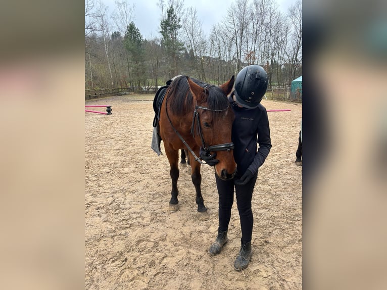 Wuerttemberg Gelding 19 years 16,1 hh Brown in M&#xF6;mbris