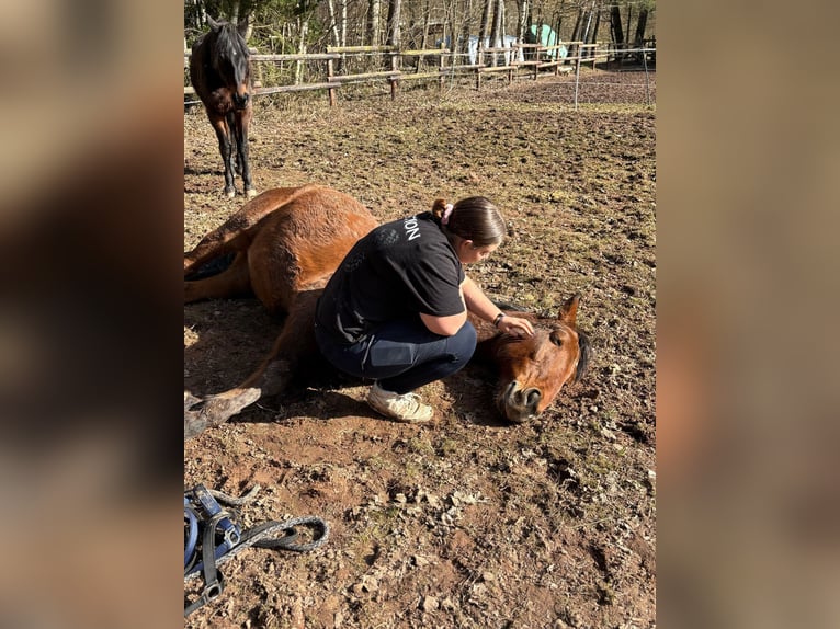 Wuerttemberg Gelding 19 years 16,1 hh Brown in M&#xF6;mbris