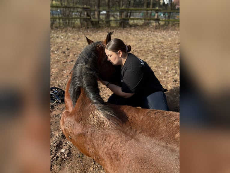 Wuerttemberg Gelding 19 years 16,1 hh Brown in M&#xF6;mbris