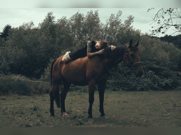 Wuerttemberg Gelding 20 years 16.1 hh Brown in Wald-Michelbach