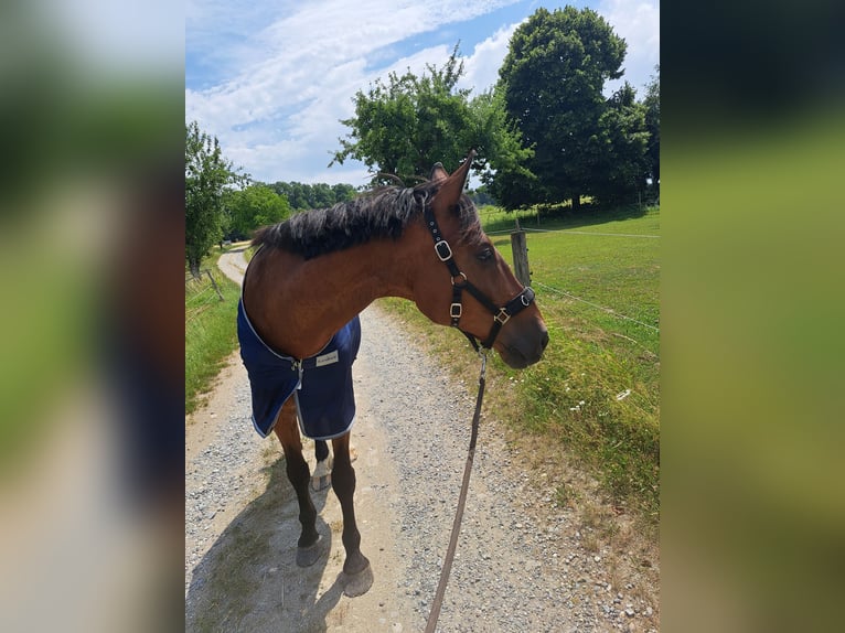 Wuerttemberg Gelding 20 years 16.3 hh Brown in Allensbach