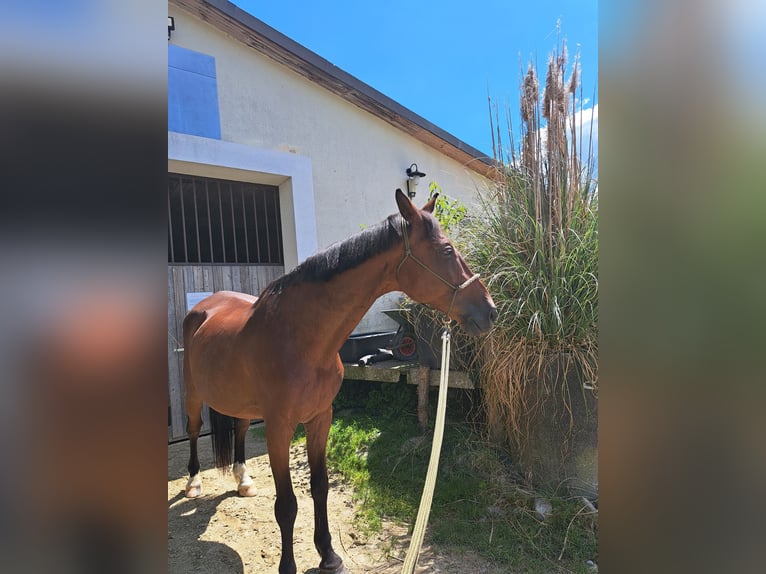 Wuerttemberg Gelding 20 years 16.3 hh Brown in Allensbach