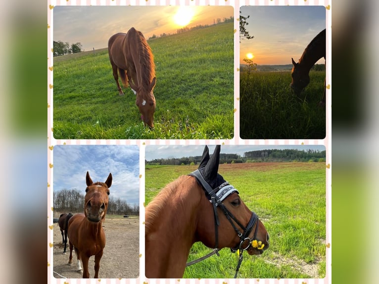 Wuerttemberg Gelding 21 years 16,1 hh Chestnut-Red in Lichtenberg