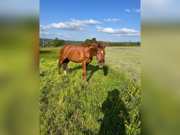 Wuerttemberg Gelding 21 years 16,1 hh Chestnut-Red in Lichtenberg