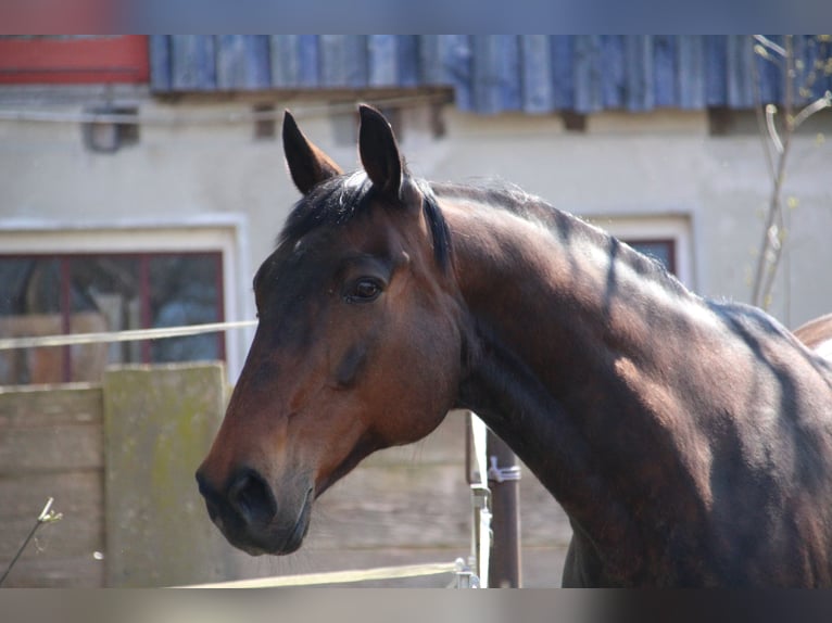 Wuerttemberg Gelding 21 years in Denkendorf