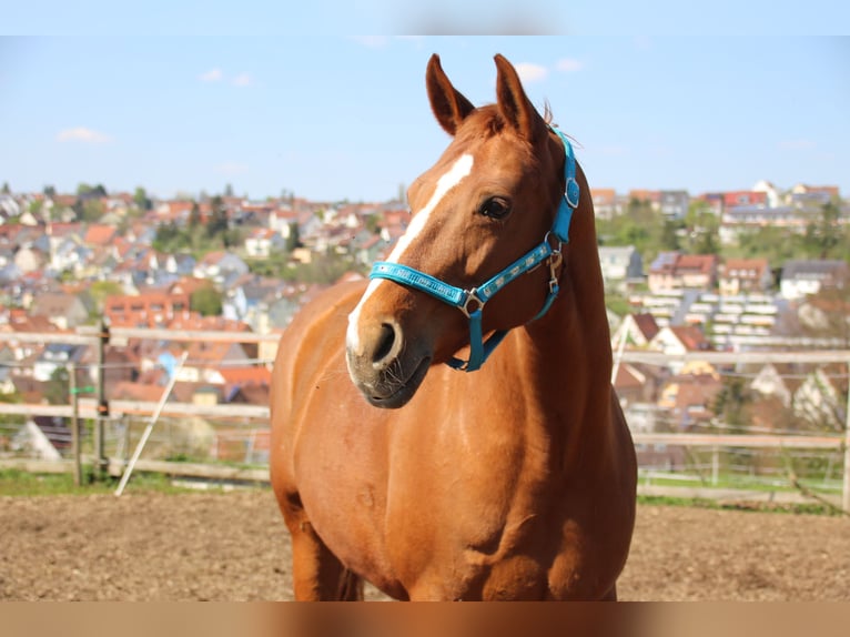 Wuerttemberg Gelding 21 years in Denkendorf