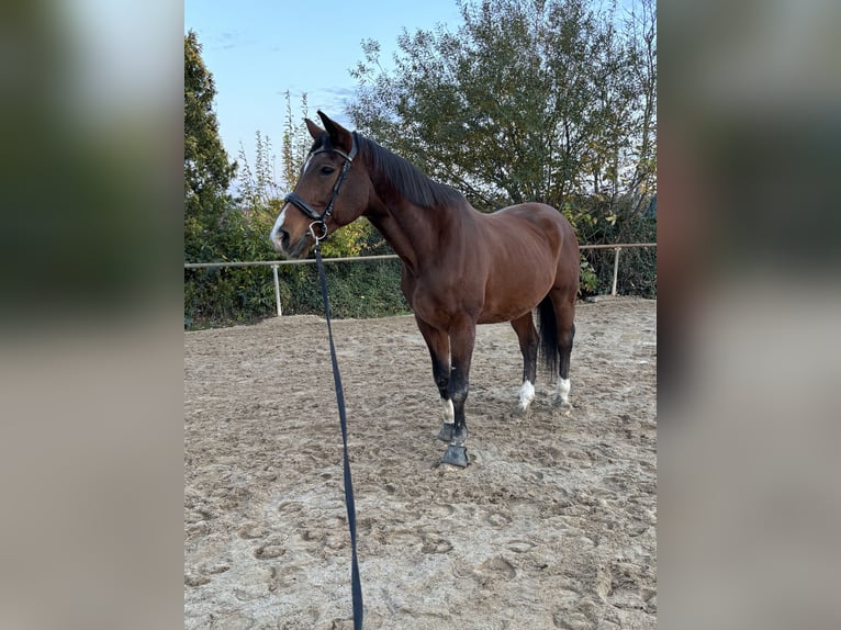 Wuerttemberg Gelding 22 years 16 hh Brown in Grimma